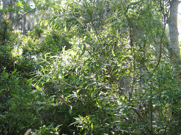 Spotting Image 1