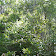 Bay Laurel