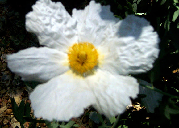Spotting Image 1