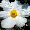 Matillja Poppy