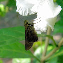 skipper