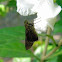 skipper