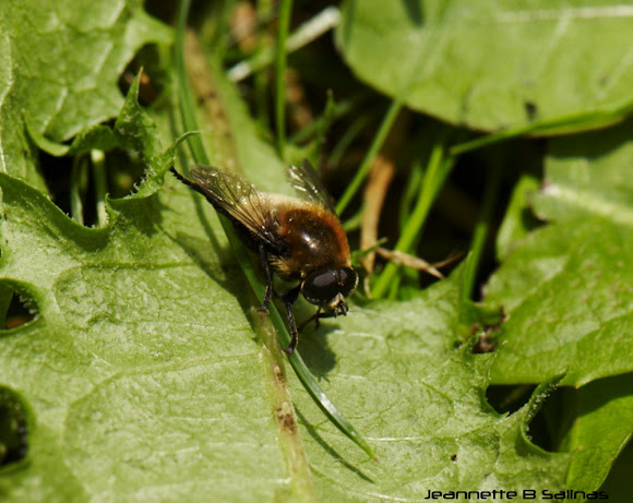 Spotting Image 1