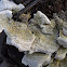 Turkey Tails Mushroom