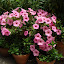 Pink Petunia