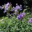 Catnip