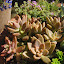 Graptosedum_bronze_01_08