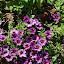 Calibrachoa_purple_01_07
