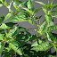 Bombero Pepper