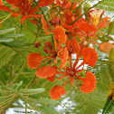 Royal Poinciana