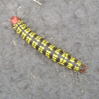 Azaela caterpillar