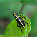 Lubber grasshopper nymph