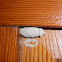 Nido de avispa alfarera. Potter wasp nest