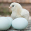 Chicks