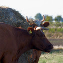 Dansk Korthorn