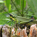 Saltamontes