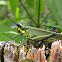 Saltamontes