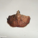 Pyralid Moth