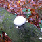 Porcelain mushroom
