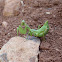 European Dwarf Mantis (Female)