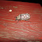 Pine Chafer