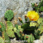 prickly pear cactus