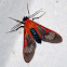 Red Wasp moth