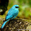 Verditer Flycatcher