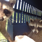 Raccoons