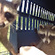 Raccoons