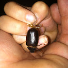 Junebug