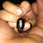 Junebug