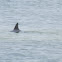 bottle nose dolphin