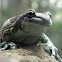 Amazon Milk Frog