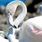 Greater flamingo