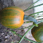 Pumpkin Seeds