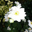 Plants that really like wet weather