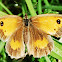 Wall Brown butterfly