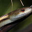 Yellow rat snake