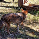 Coyote