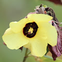 Cottonwood or Native Hibiscus