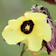 Cottonwood or Native Hibiscus