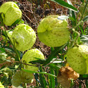 wild cotton ball