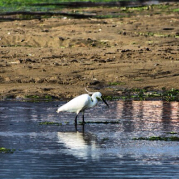 Spotting Image 1