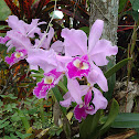 Orchid