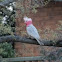 Galah
