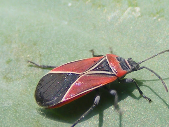 Spotting Image 1