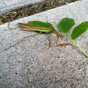 Praying Mantis