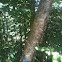 Yellow birch