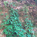Virginia creeper